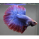 Петушок супердельта (Betta splendens Super Delta) — селекционная форма сиамского петушка, отличающаяся особым строением хвостового плавника и яркой окраской.