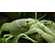 Флоридский белый рак (Procambarus clarkii) — аквариумная разновидность раков, известная своей белоснежной окраской и мощными клешнями.