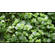 Bacopa australis (бакопа австралийская)

Отличительные особенности

Склонность стебля стелиться вдоль грунта. Это позволяет формировать пышные заросли или плотный зелёный ковёр.
Изменение окраски листьев. При ярком освещении листья могут приобретать розоватый или красноватый оттенок.
Хрупкость стеблей. Требует аккуратного обращения при пересадке и транспортировке.
Цветение. В благоприятных условиях на поверхности воды могут появляться белые четырёхлистные цветки.