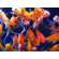Комета ассорти — селекционная форма золотой рыбки (Carassius auratus), отличающаяся вытянутой торпедообразной формой тела и характерным хвостовым плавником с лентовидными лопастями. За необычно развитый хвост порода и получила своё название.