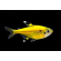 Тетра Пристелла Гло Жёлтая (Pristella maxillaris GloFish) — генетически модифицированная версия обычной пристеллы, известная своей яркой флуоресцентной окраской.