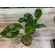 АНУБИАС БАРТЕРИ ВАР. НАНА 10-15см - Anubias barteri var. nana