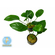 АНУБИАС БАРТЕРИ ВАР. НАНА 10-15см - Anubias barteri var. nana