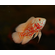 АСТРОНОТУС ТИГРОВЫЙ АЛЬБИНОС 5-6см - Astronotus

Внешний вид

Это селекционная форма. Тело светлое, почти белое, с яркими оранжевыми или красными пятнами и полосами. Ключевая особенность альбиносов — розовые или оранжевые глаза и плавники, полностью лишённые тёмной пигментации. У основания хвостового плавника есть характерное тёмное пятно с оранжевой каймой.