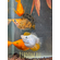 Моллинезия баллон (Poecilia Sphenops Balloon) — селекционная форма моллинезии, выведенная искусственным путём. Установить точный родительский вид невозможно, но предполагают, что при создании формы использовались моллинезия сфенопс, моллинезия латипина и моллинезия велифера, а также их гибриды.