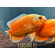 АСТРОНОТУС СУПЕР РЕД - Astronotus Oscar super red 6-7см