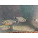 Hyphessobrycon heliacus — аквариумная рыбка из семейства Харациновые (Characidae), известная также как тетра Китти или хифессобрикон хелиактус.