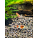 «Красный кристалл» (Caridina cantonensis sp. Crystal Red) — селекционная форма пресноводной креветки Caridina cantonensis из семейства Атидовые. Отличительная особенность — чередование чётких красных и белых полос в окрасе.