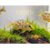 ЛЕОПАРД ЗОЛОТОЙ (НИМБОХРОМИС ВЕНУСТУС)​ Nimbochromis venustus — научное название цихлиды «Золотой леопард» (нимбохромис венустус). Это пресноводная лучепёрая рыба из семейства Цихловые, эндемик африканского озера Малави.