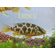 ЛЕОПАРД ЗОЛОТОЙ (НИМБОХРОМИС ВЕНУСТУС)​ Nimbochromis venustus — научное название цихлиды «Золотой леопард» (нимбохромис венустус). Это пресноводная лучепёрая рыба из семейства Цихловые, эндемик африканского озера Малави.