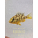 ЛЕОПАРД ЗОЛОТОЙ (НИМБОХРОМИС ВЕНУСТУС)​ Nimbochromis venustus — научное название цихлиды «Золотой леопард» (нимбохромис венустус). Это пресноводная лучепёрая рыба из семейства Цихловые, эндемик африканского озера Малави.