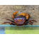 КРАБ ФИОЛЕТОВЫЙ ОЧКОВЫЙ - Terrathelphusa chilensis - Purple Spectacles Crab — исключительно красивый полусухопутный пресноводный краб родом из Юго-Восточной Азии