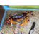 КРАБ ФИОЛЕТОВЫЙ ОЧКОВЫЙ - Terrathelphusa chilensis - Purple Spectacles Crab — исключительно красивый полусухопутный пресноводный краб родом из Юго-Восточной Азии