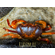 КРАБ ФИОЛЕТОВЫЙ ОЧКОВЫЙ - Terrathelphusa chilensis - Purple Spectacles Crab — исключительно красивый полусухопутный пресноводный краб родом из Юго-Восточной Азии