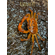 КРАБ ХОЛТХЕЙСА - Holthuisana sp - West Papua Holthuis Crab — это удивительный полусухопутный пресноводный краб, принадлежащий к семейству Gecarcinucidae.