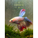 Петушок Халф Мун (международное название — Betta Halfmoon (Betta splendens)) — селекционная форма лабиринтовой рыбы, другое название — бойцовая рыбка. Название переводится как «полумесяц» и связано с формой хвоста, который в расправленном виде образует угол в 180°.