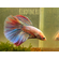 Петушок Халф Мун (международное название — Betta Halfmoon (Betta splendens)) — селекционная форма лабиринтовой рыбы, другое название — бойцовая рыбка. Название переводится как «полумесяц» и связано с формой хвоста, который в расправленном виде образует угол в 180°.