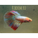 Петушок Халф Мун (международное название — Betta Halfmoon (Betta splendens)) — селекционная форма лабиринтовой рыбы, другое название — бойцовая рыбка. Название переводится как «полумесяц» и связано с формой хвоста, который в расправленном виде образует угол в 180°.