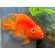 Red Parrot Cichlid (красный попугай) — искусственно выведенный гибрид южноамериканских цихлид, созданный тайваньскими селекционерами. Не встречается в дикой природе.