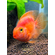 Red Parrot Cichlid (красный попугай) — искусственно выведенный гибрид южноамериканских цихлид, созданный тайваньскими селекционерами. Не встречается в дикой природе.