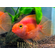 Red Parrot Cichlid (красный попугай) — искусственно выведенный гибрид южноамериканских цихлид, созданный тайваньскими селекционерами. Не встречается в дикой природе.