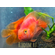 Red Parrot Cichlid (красный попугай) — искусственно выведенный гибрид южноамериканских цихлид, созданный тайваньскими селекционерами. Не встречается в дикой природе.