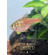 Hyphessobrycon flammeus — научное наименование огненной (красной) тетры — пресноводной лучепёрой рыбы из семейства Харациновые. Также встречается под другими названиями — огненная тетра, пламенная тетра.