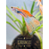 Гуппи «Красная трава» (Guppy Red Grass) — это селекционная форма обыкновенного гуппи (Poecilia reticulata), отличающаяся яркой окраской с преобладанием красных и оранжевых оттенков.