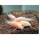 Коридорас золотистый альбинос (Corydoras aeneus albino) — селекционная форма крапчатого коридораса, не встречающаяся в природе. Отличается от номинального вида отсутствием пигмента.