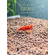 Креветка «Красный огонь» (Red Fire Shrimp) — селекционная форма пресноводной креветки Neocaridina heteropoda. Также известна как «Тайваньский красный огонь» или «креветка Сакура».