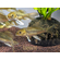 Карп кои (Cyprinus carpio haematopterus) — декоративная одомашненная форма амурского подвида сазана. Это результат многовековой селекции, в ходе которой были выведены разнообразные подвиды с уникальными окрасками и характеристиками.