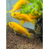 Лабидохромис Еллоу (Labidochromis caeruleus var. «Yellow») — пресноводная тропическая рыба из семейства Цихловые, относится к группе Мбуна. Также известна как цихлида-колибри, лабидохромис лимонный.