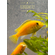 Лабидохромис Еллоу (Labidochromis caeruleus var. «Yellow») — пресноводная тропическая рыба из семейства Цихловые, относится к группе Мбуна. Также известна как цихлида-колибри, лабидохромис лимонный.