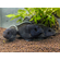 Pseudotropheus acei «Ngara»

(также известен как псевдотрофеус белохвостый, ацей нгара, аки белохвостый) — пресноводная лучепёрая рыба из семейства Цихловые, эндемик озера Малави (Ньяса). Относится к группе Мбуна — цихлид, обитающих возле скал и питающихся водорослевыми обрастаниями.