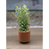 Ротала Наньеншань (Rotala sp. «Nanjenshan») — изящное длинностебельное растение родом с Тайваня, которое ценится акваскейперами за густую игольчатую листву и мягкую, воздушную фактуру