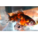 ВУАЛЕХВОСТ ситцевый - Сarassius auratus