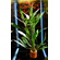 ГИГРОФИЛА ОЗЁРНАЯ - Hygrophila lacustris