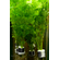 Лимнофила (Амбулия) водная (Limnophila aquatica) — длинностебельное аквариумное растение из семейства Подорожниковые. Также известна как гигантская, или королевская, амбулия.