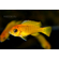 ЛАБИДОХРОМИС ЕЛЛОУ 4-5см - Labidochromis caeruleus