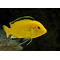 ЛАБИДОХРОМИС ЕЛЛОУ 4-5см - Labidochromis caeruleus