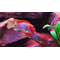 ЛАБИДОХРОМИС КИМПУМА 4см - Labidochromis Hongi