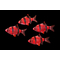 Барбус GloFish (например, красно-чёрный) — генетически модифицированная разновидность суматранского барбуса, обладающая яркой окраской и способностью светиться при ультрафиолетовом или синем освещении.