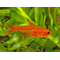 ТЕТРА АМАНДА - Hyphessobrycon Amandae