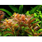 ПРОЗЕРПИНАКА БОЛОТНАЯ - Proserpinaca palustris