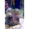 САРКОФИТОН - Sarcophyton sp.