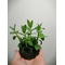 БАКОПА МАДАГАСКАРСКАЯ на питательной кочке 6-8 см - Bacopa madagascariensis