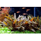 КРИПТОКОРИНА ВЕНДТА КОРИЧНЕВАЯ / ALEXAM - Cryptocoryne wendtii «Brown»
