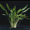 КРИПТОКОРИНА ЛЮЦЕНС НА КОЧКЕ Cryptocoryne lucens