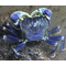 КРАБ СИНИЙ ПАУК - blue spider Metasesarma sp.