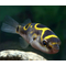 ТЕТРАОДОН ВОСЬМЕРКА 4см Tetraodon biocellatus тетрадон
